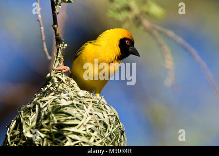 Mannetje Maskerwever bij nest Namibie, Sud de l'homme Masked-Weaver au nid en Namibie Banque D'Images