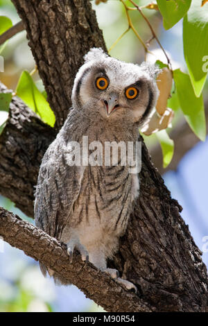 Witwangdwergooruil jong à boom Namibie, Sud de l'Owl à face blanche juveniel à tree Namibie Banque D'Images
