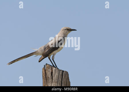 L Spotlijster staand op paal Mexique, Tropical Mockingbird perché sur pôle Mexique Banque D'Images