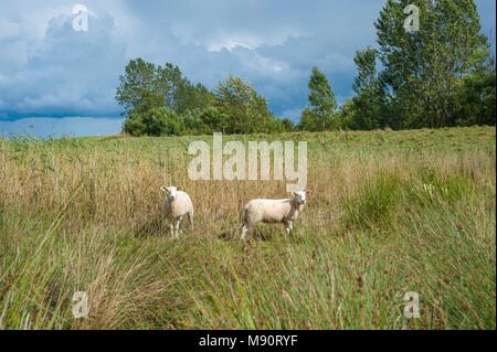 Les moutons dans les prés-salés près de Hohwachter Bucht bay, Behrensdorf, mer Baltique, Schleswig-Holstein, Allemagne, Europe Banque D'Images