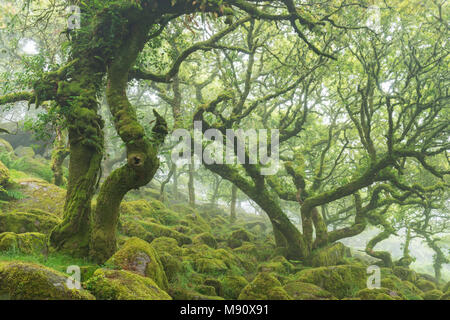 Twisted, moss couverts de chênes rabougris dans Wistman's Wood SSSI, Dartmoor National Park, Devon, Angleterre. L'été (juillet) 2017. Banque D'Images