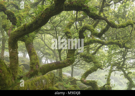 Tordu et noueux couvertes de mousse de chêne en bois du Wistman SSSI, Dartmoor National Park, Devon, Angleterre. L'été (juillet) 2017. Banque D'Images