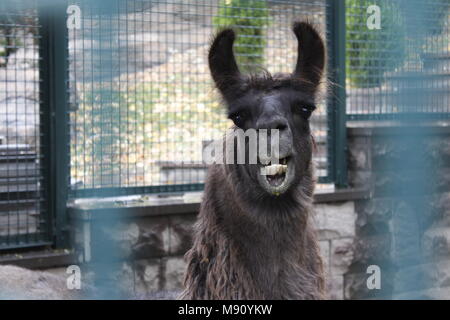 Smiling dark brown lama au zoo Banque D'Images