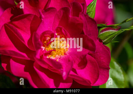 Pink Dog rose (rosa canina) dans le jardin d'été.Macro Photo Banque D'Images