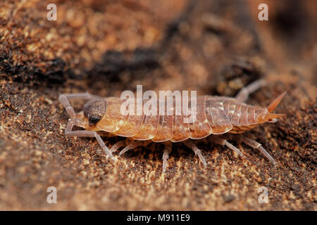 Cloporte (Porcellionides cingendus) sous une roche en habitat boisé. Tipperary, Irlande Banque D'Images