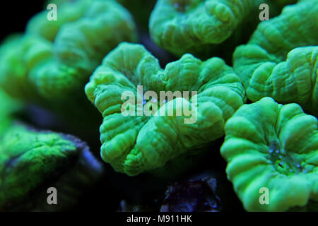 Caulastrea curvata coraux LPS Banque D'Images