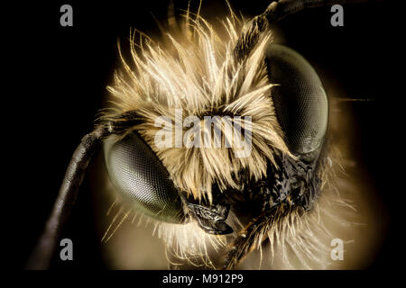 Abeille. Osmia pumila, m, Upper Marlboro, face à 2 Banque D'Images