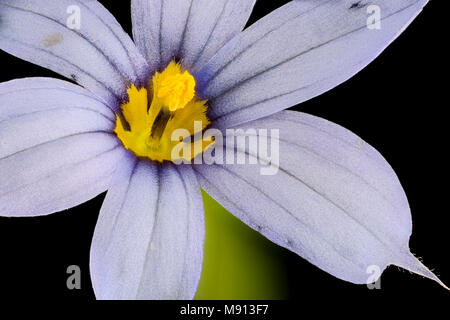 Usine de pollinisateurs. Sisyrinchium angustifolium 2 close up fleur, à feuilles étroites-blue-eyed-herbe, Howard County, MD, Banque D'Images