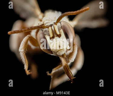 Abeille. Tarsalia persica, m, l'Iran, du visage Banque D'Images