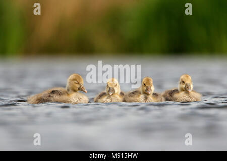 Grauwe gans jongen op het water ; Oie cendrée mineur sur l'eau ; Banque D'Images