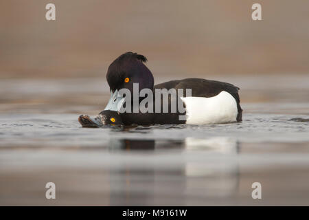 Kuifeenden parende op het water ; l'accouplement sur l'eau canards touffetée Banque D'Images