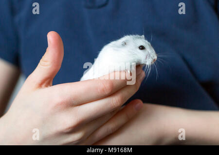 Hamster Djungarian dans la main de l'enfant Banque D'Images