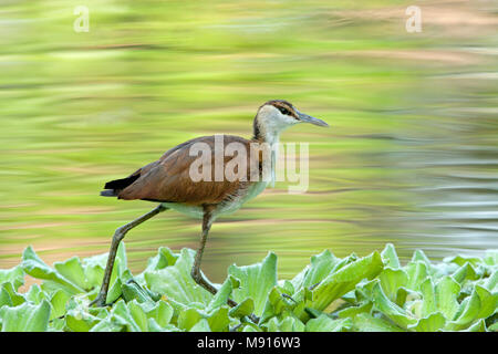 Juveniele Lelie-loper lopend plus watersla Jacana africain juvénile, Pistia marche sur Banque D'Images