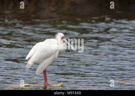 Veren verzorgende Glossaire Lepelaar, Lissage spatule africaine Banque D'Images