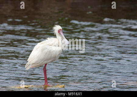 Veren verzorgende Glossaire Lepelaar, Lissage spatule africaine Banque D'Images