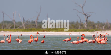 Rode Flamingo een groep Mexique, American Flamingo un troupeau au Mexique Banque D'Images