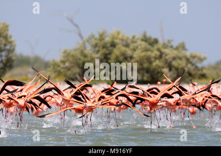 Rode Flamingo een groep opstijgend Uit het water Mexique, American Flamingo un troupeau sur le décollage à partir de l'eau au Mexique Banque D'Images