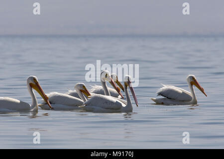 Dans zwemmend Pelikanen Witte de Salton Sea Californie USA, pélicans blancs nageant dans la mer de Salton California USA Banque D'Images