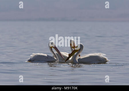 Dans zwemmend Pelikanen Witte de Salton Sea Californie USA, pélicans blancs nageant dans la mer de Salton California USA Banque D'Images