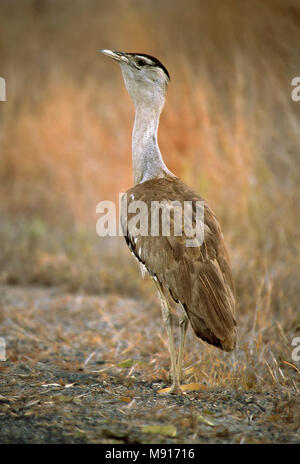 Piège Australische weg langs de Queensland, Australie Australian Bustard le long de la route, Queensland, Australie Banque D'Images