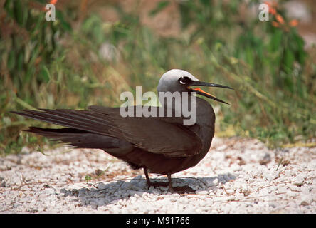Witkapnoddy staand op grond noddi noir, se tenant sur le sol de l'Australie Banque D'Images