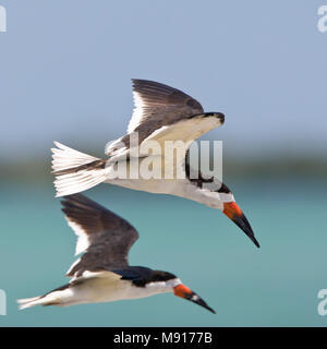 Schaarbekken vliegend Amerikaanse twee vogels Mexique, Skimmer noir deux oiseaux en vol Mexique Banque D'Images