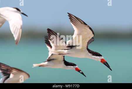 Schaarbekken vliegend Amerikaanse twee vogels Mexique, Skimmer noir deux oiseaux en vol Mexique Banque D'Images