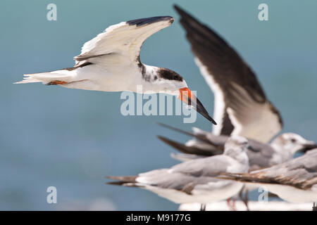 Amerikaanse Schaarbek dans viaje en avión Mexique, Black Skimmer en vol Mexique Banque D'Images