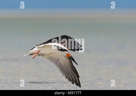 Amerikaanse Schaarbek dans viaje en avión Mexique, Black Skimmer en vol Mexique Banque D'Images