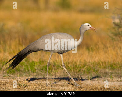 Stanley-kraanvogel lopend, Namibie Namibie marche Blue Crane Banque D'Images