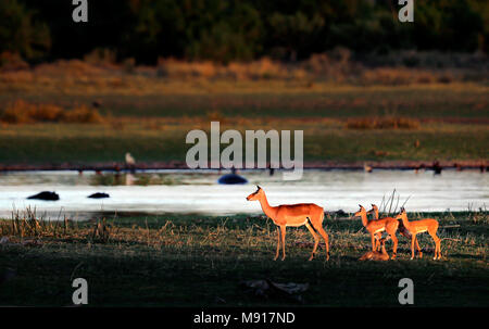 Une famille Impala au lever du soleil dans la région de Moremi dans le Delta de l'Okavango au Botswana. Banque D'Images