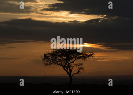 Lever de soleil sur la savane. Le Masai Mara. Au Kenya. Banque D'Images