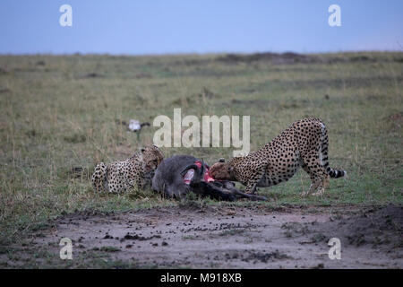 Les guépards (Acinonyx jubatus ) festoyer sur tuer sanglant. Le Masai Mara. Au Kenya. Banque D'Images
