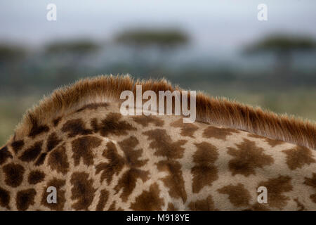 Girafe (Giraffa camelopardalis) dans la savane. Le Masai Mara. Au Kenya. Banque D'Images