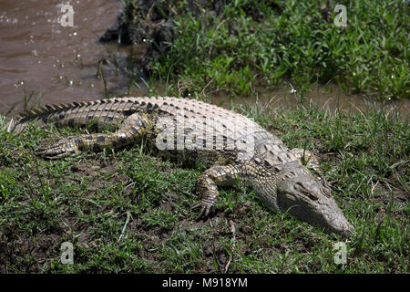 Le crocodile du Nil (Crocodylus niloticus) dans l'eau. Le Masai Mara. Au Kenya. Banque D'Images