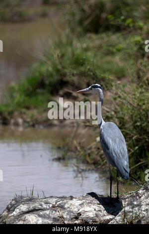 Un héron à tête noire (Ardea melanocephala). Le Masai Mara. Au Kenya. Banque D'Images