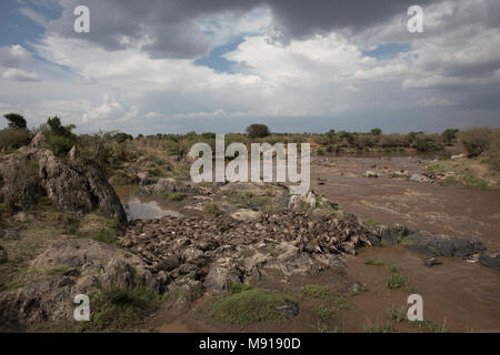 Rivière Mara. Gnous morts et les vautours. Le Masai Mara. Au Kenya. Banque D'Images