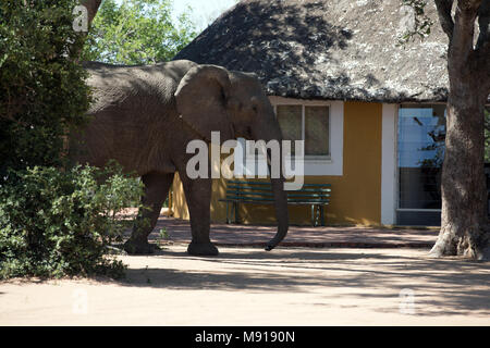 L'éléphant africain (Loxodonta africana). Keer-Keer. L'Afrique du Sud. Banque D'Images