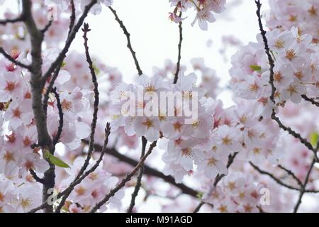 De texture macro blanc japonais Yoshino Cherry Blossoms Banque D'Images