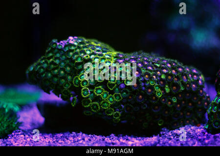 Zoas dans le jardin de corail coral reef aquarium tank Banque D'Images