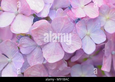 Texture Macro de fleurs d'hortensias de couleur bleue avec des gouttelettes d'eau Banque D'Images