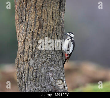 Pic syrien, Grèce Dendrocopos syriacus Banque D'Images