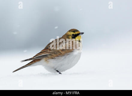 Staand Strandleeuwerik ShoreLark in de en ; (Eremophila alpestris) debout dans la neige Banque D'Images