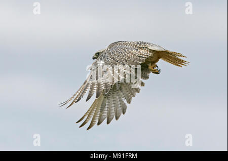 Giervalk, faucon gerfaut, Falco rusticolus Banque D'Images