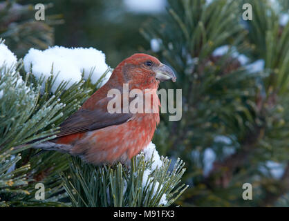 Grote Kruisbek, Bec-croisé des sapins, Loxia pytyopsittacus Parrot Banque D'Images