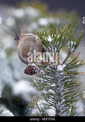 Grote Kruisbek, Bec-croisé des sapins, Loxia pytyopsittacus Parrot Banque D'Images