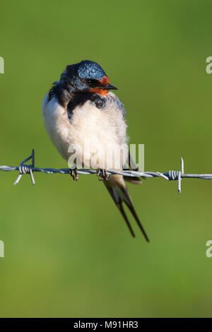 Rustende Boerenzwaluw, Hirondelle au repos Banque D'Images