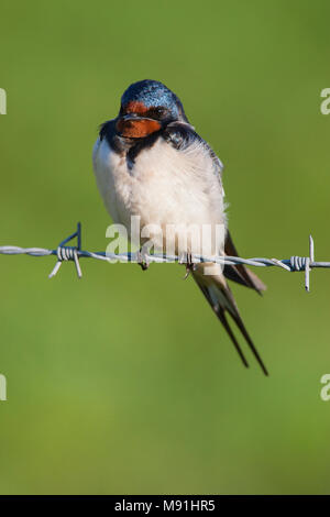 Rustende Boerenzwaluw, Hirondelle au repos Banque D'Images