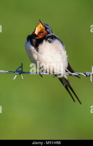 Gapende Boerenzwaluw Hirondelle, le bâillement Banque D'Images