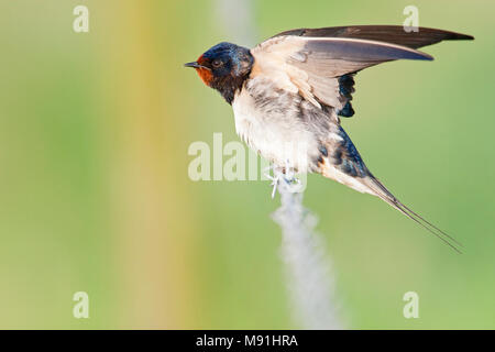 Rustende Boerenzwaluw, Hirondelle au repos Banque D'Images